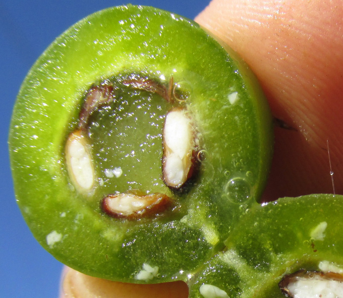 Blade-Apple Cactus, PERESKIA ACULEATA; cross section of green fruit showing immature seeds