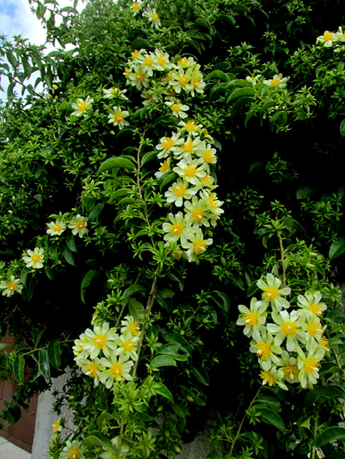 Blade-Apple Cactus, PERESKIA ACULEATA; flowering