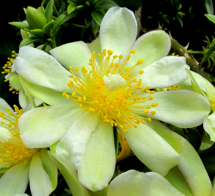 Blade-Apple Cactus, PERESKIA ACULEATA; flower from front