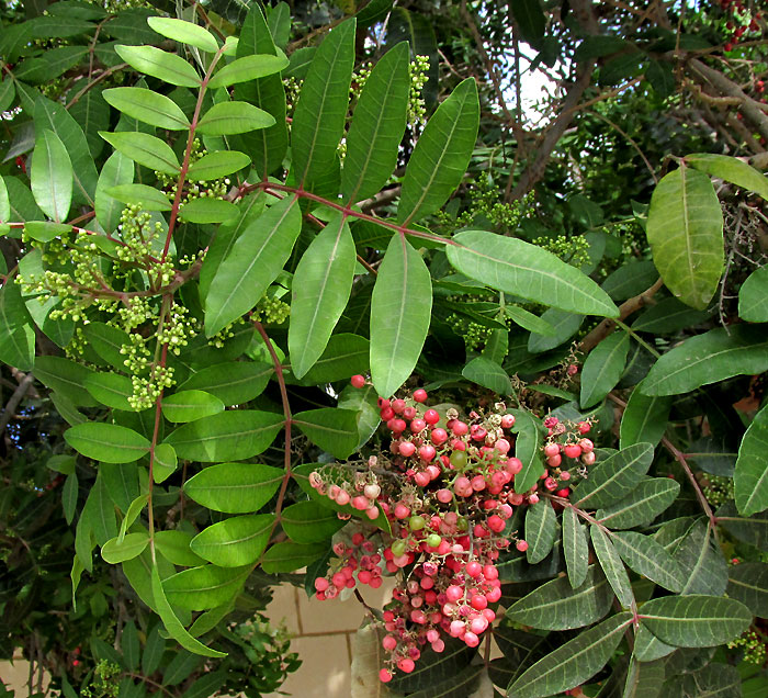 Brazilian Pepper Tree, SCHINUS TEREBINTHIFOLIUS, leaves, fruits & flowers
