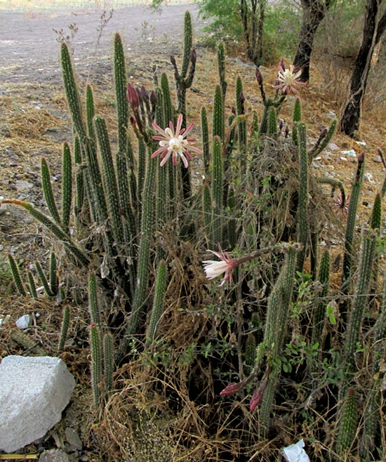 Snake Cactus, PENIOCEREUS SERPENTINUS, flowering population in the wild