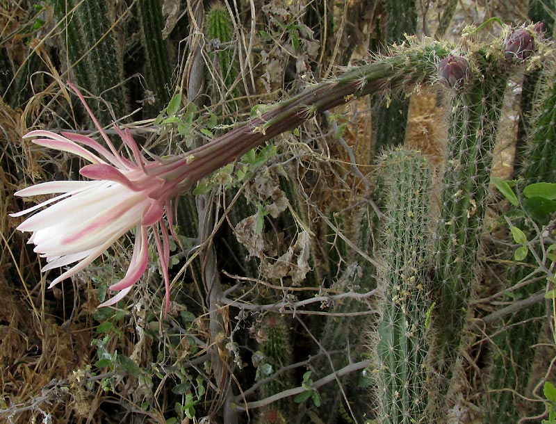Snake Cactus, PENIOCEREUS SERPENTINUS, flower side view