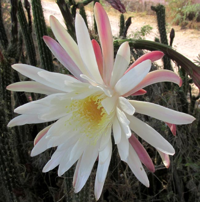Snake Cactus, PENIOCEREUS SERPENTINUS, flower front view