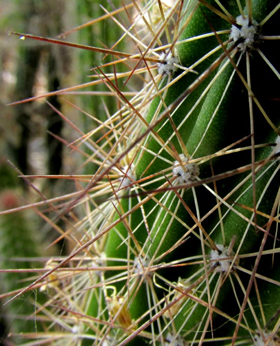 Snake Cactus, PENIOCEREUS SERPENTINUS, spines and ribs