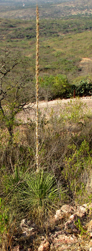 Great Desert Spoon, DASYLIRION ACROTRICHUM, habitat