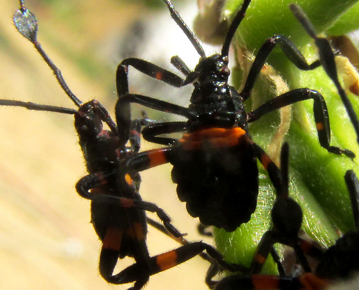 THASUS GIGAS, early nymph instars in cluster, close-up from top and side