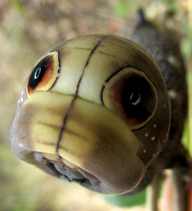 Falcon Sphinx caterpillar, XYLOPHANES FALCO, head picture showing 'eyes'