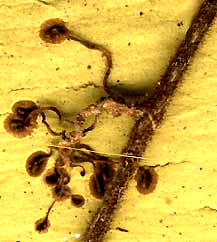 Aerial roots of Virginia Creeper, Parthenocissus quinquefolia