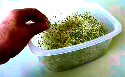 alfalfa sprouts ready to be eaten