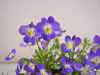 Field Pansy (Johnny Jump Up), Viola bicolor
