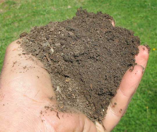 dark, crumbly, soil rich in organic matter
