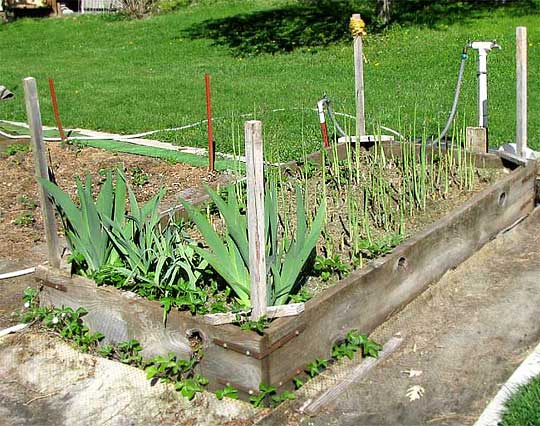 a typical raised bed with asparagus and irises