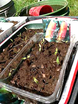 chili seedlings in a tray