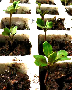 cabbage seedlings in a tray