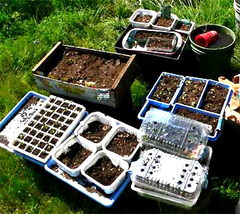 STARTING SEEDS IN TRAYS & POTS