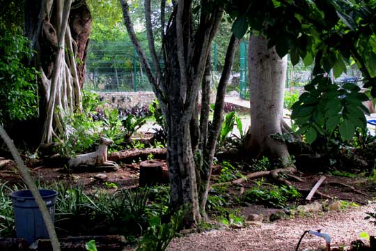 Botanical Garden at Yaxunah