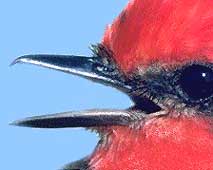 Vermillion Flycatcher beak, detail of copyrighted picture by Dr. Dan Sudia