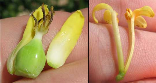 Papaya, Carica papaya, male and female flowers