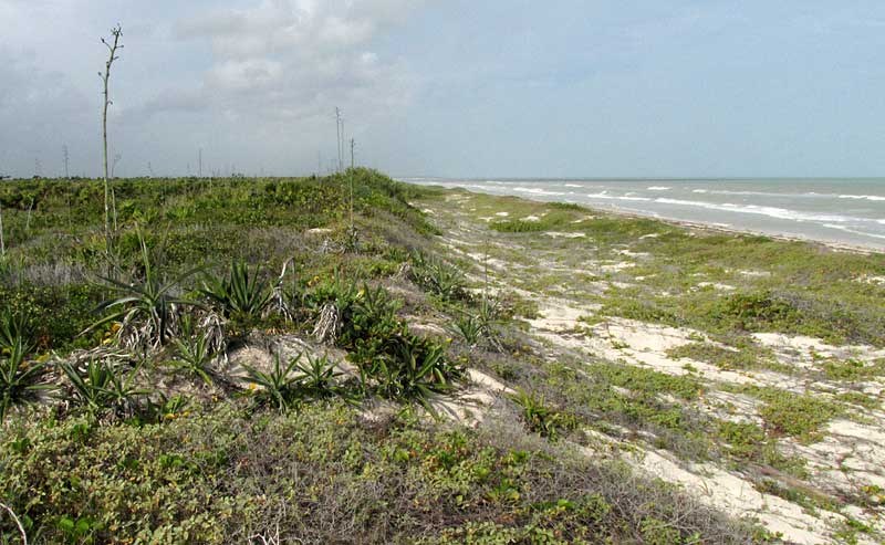 dunes of RIA Lagartos Biosphere Reserve