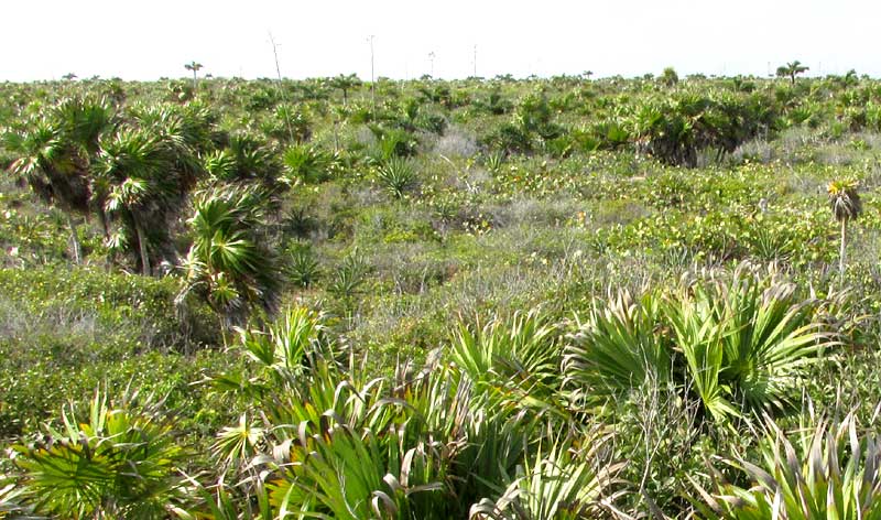 vegetation behind dunes of RIA Lagartos Biosphere Reserve