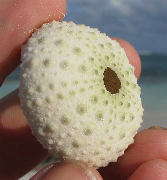  sea-urchin's shell