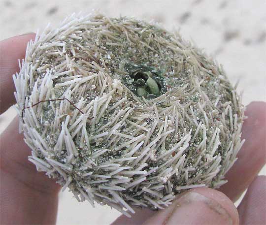  sea-urchin's shell