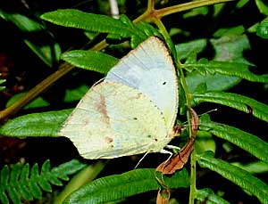 Eurema mexicana mexicana, Mexican Yellow