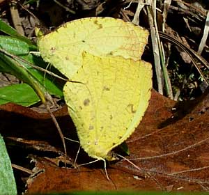 Eurema salome jamapa, Salome Yellow