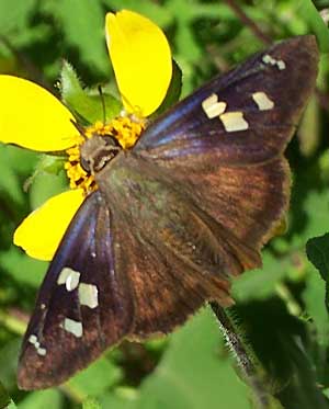 Polygonus savigny savigny, Manuel's Skipper