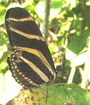 Heliconius charithonia vazquezae, Zebra Longwing