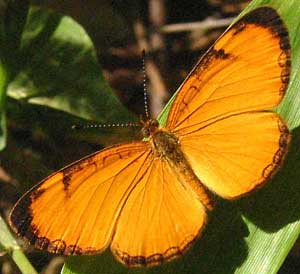 Tegosa anieta luka, Black-bordered Crescent