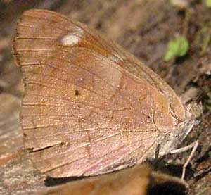 Eunica monima, Dingy Purplewing