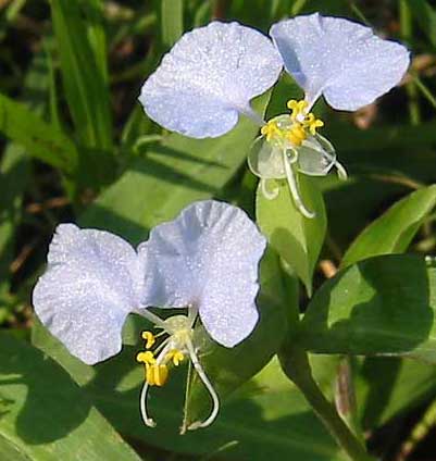 Dayflower, Commelina