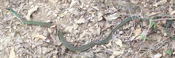 Speckled Racer, DRYMOBIUS MARGARITIFERUS