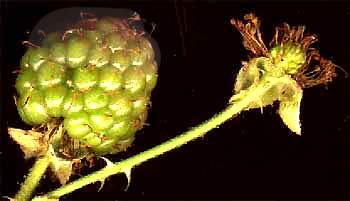 blackberry flower development