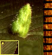 Elm Finger Gall caused by the mite Eriophyes ulmi