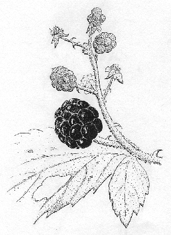 blackberries