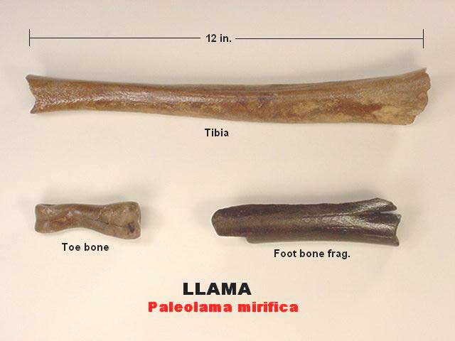 llama fossil