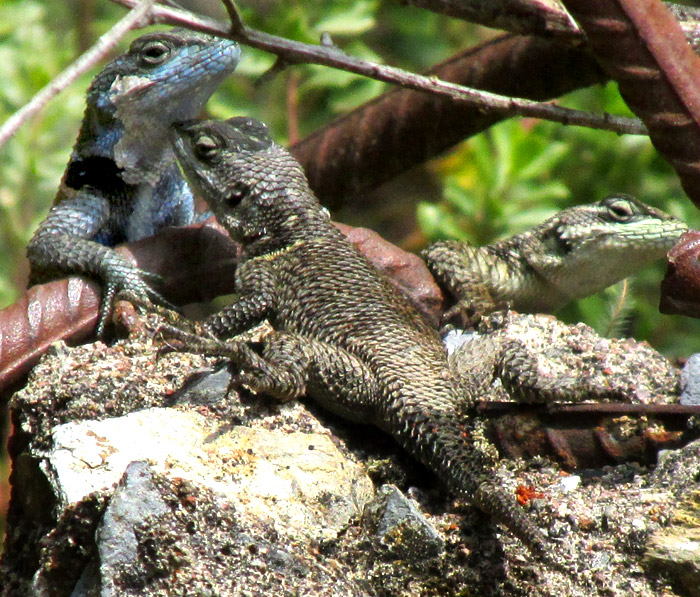 Southern Blue Minor Lizard, SCELOPORUS MINOR ssp. IMMUCRONATUS, blue with golden sides