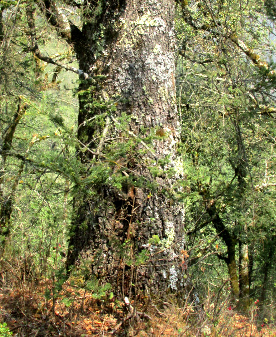 Sacred Fir, ABIES RELIGIOSA, tunk and bark