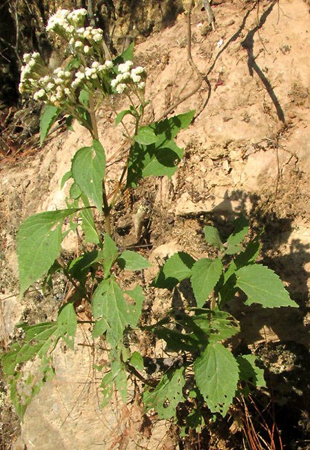 AGERATINA PAZCUARENSIS, flowering colony in habitat