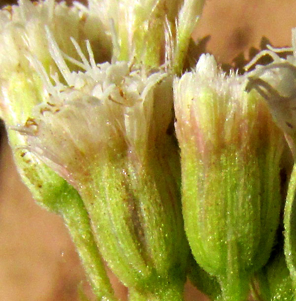 AGERATINA PAZCUARENSIS, close-up of capitula from side