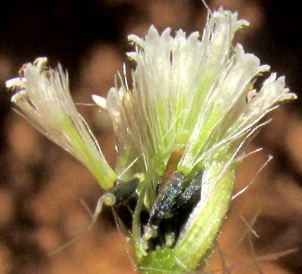 AGERATINA PAZCUARENSIS, broken open capitulum showing pappuses and black cypselae