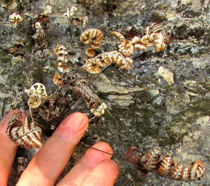 HEMIONITIES [ALEURITOPTERIS] FARINOSA, dried, possibly dead in habitat