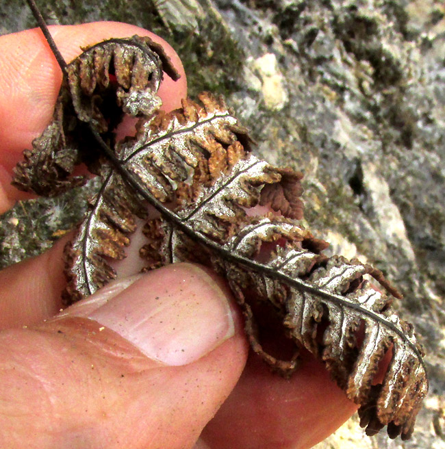 HEMIONITIES [ALEURITOPTERIS] FARINOSA, dried blade showing farinose undersurface