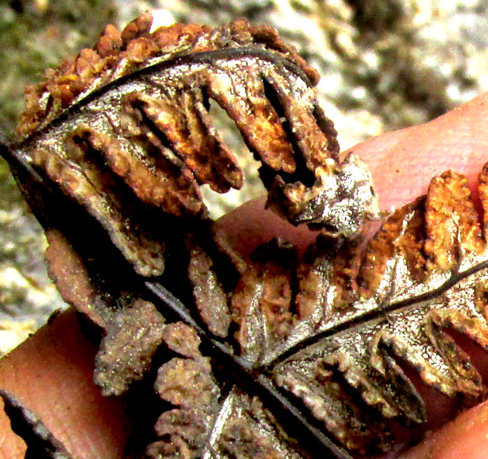 HEMIONITIES [ALEURITOPTERIS] FARINOSA, close-up of dried blade showing farinose undersurface and black costae