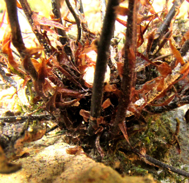 HEMIONITIES [ALEURITOPTERIS] FARINOSA, close-up of emerging petioles with large scales