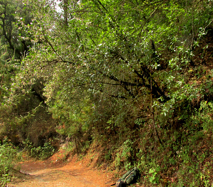 Andean Alder, ALNUS ACUMINATA, in habitat