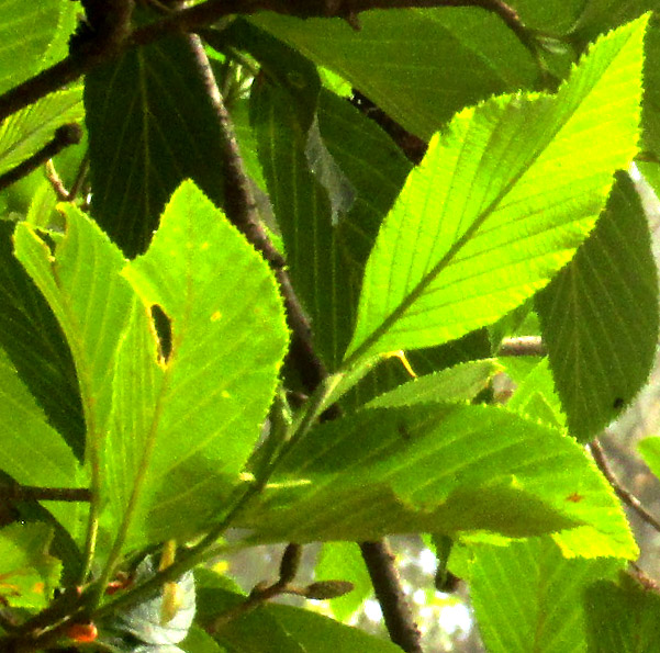 Andean Alder, ALNUS ACUMINATA, leaves