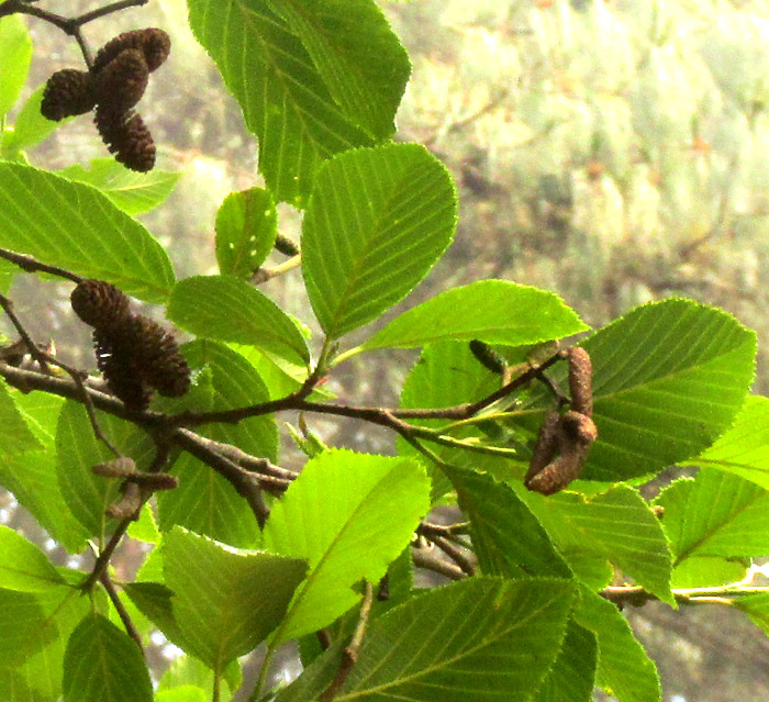 Andean Alder, ALNUS ACUMINATA, leaves